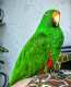 Eclectus