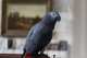 African Grey