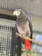 African Grey