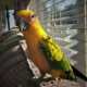 Conure