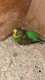 Budgerigar