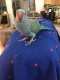 Indian Ringneck Parakeet