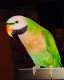 Mustached / Moustached Parakeet