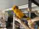 Conure