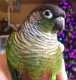 Conure