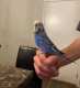 Budgerigar