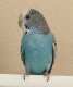 Parakeet