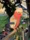 Galah Cockatoo