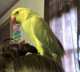 Indian Ringneck Parakeet