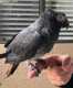 African Grey