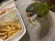 Conure