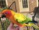 Conure