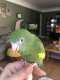 White-Winged / Canary-Winged Parakeet