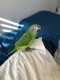 Conure