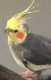 Cockatiel