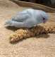 Parrotlet