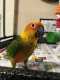 Conure