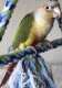 Conure