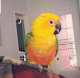 Conure