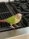 Conure