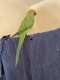 Indian Ringneck Parakeet