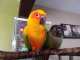 Conure