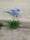 Indian Ringneck Parakeet