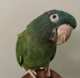 Conure