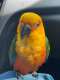 Conure