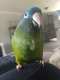 Conure