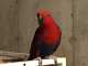 Eclectus