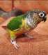 Conure