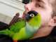 Conure