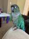 Conure