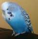 Budgerigar