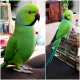 Indian Ringneck Parakeet