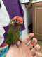 Conure