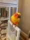 Conure