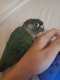 Conure