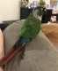 Conure