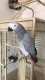 African Grey