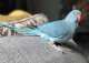 Indian Ringneck Parakeet