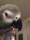 African Grey