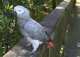 African Grey