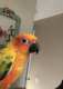 Conure