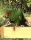 Conure