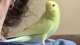 Parakeet