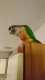 Conure