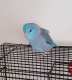 Parrotlet