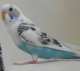 Budgerigar